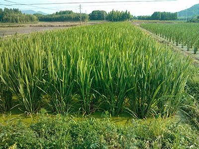 土壤墑情監(jiān)測(cè)系統(tǒng)